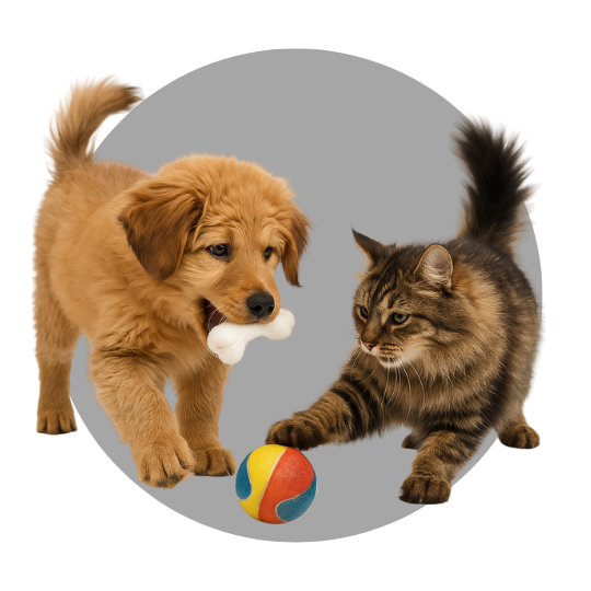 Mascotas